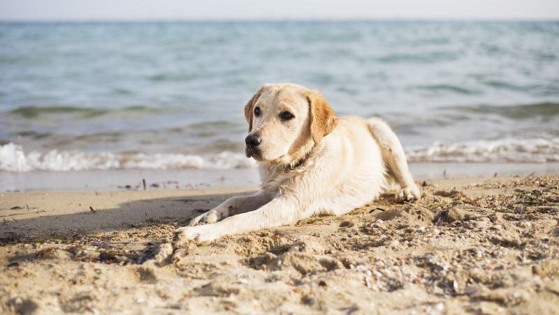Beach ban proposed for dogs and hurlers