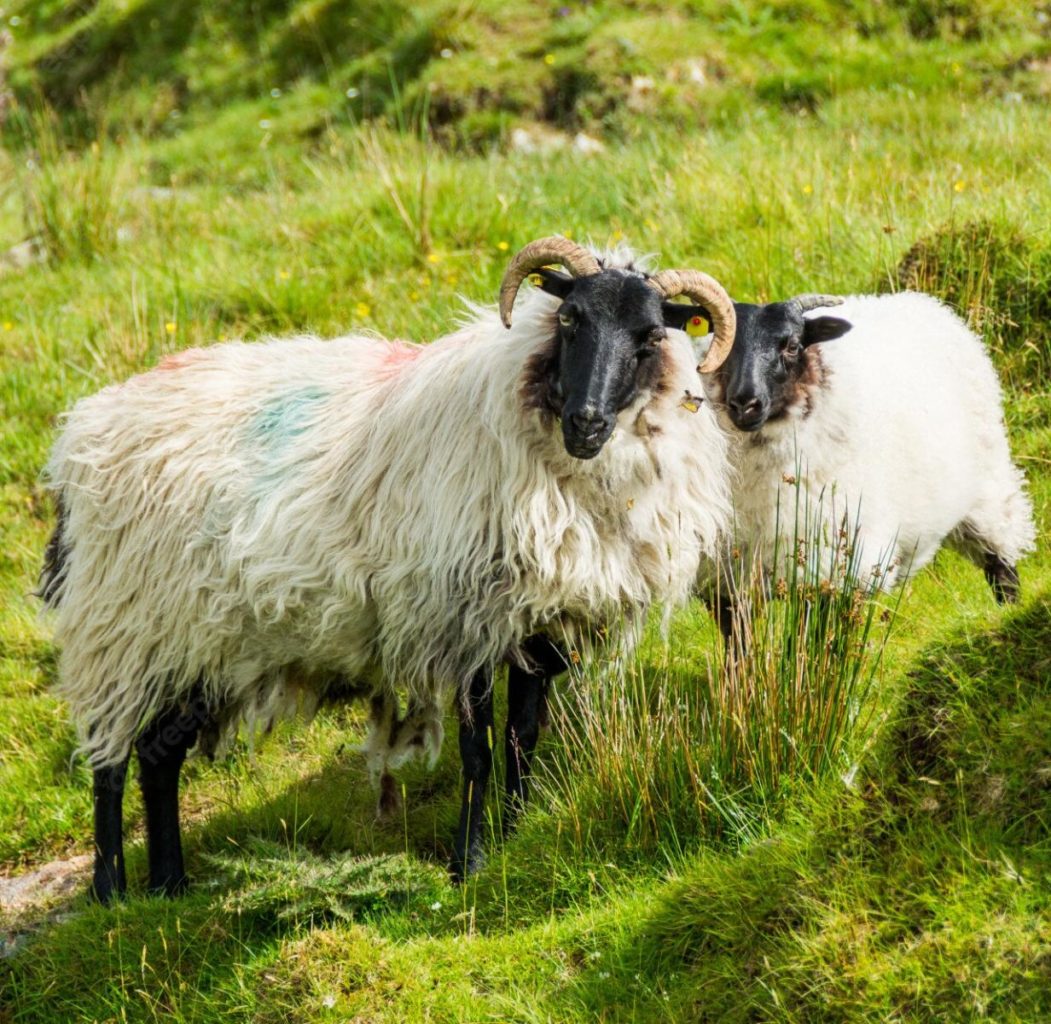 Connemara farmers fleeced on wool prices