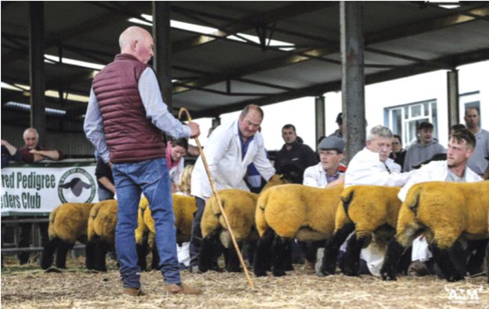 Suffolks make €2,500 at Roscommon sale