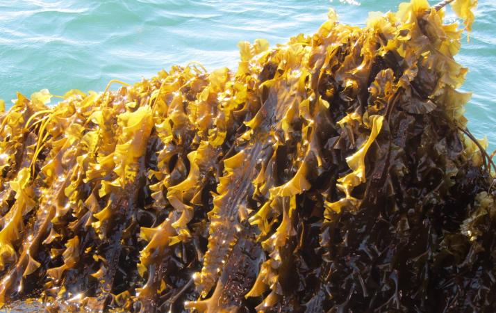 Five seaweed extracts have been identified as inflammation inhibitors for people with Crohn’s disease