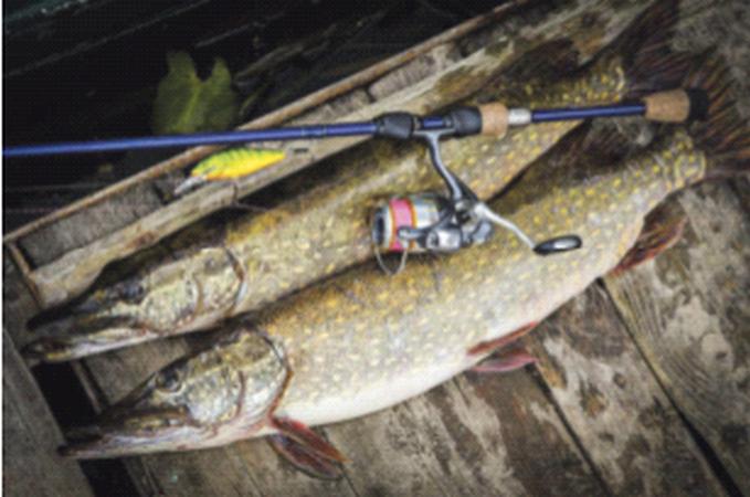 Anglers take the law into their own hands on pike