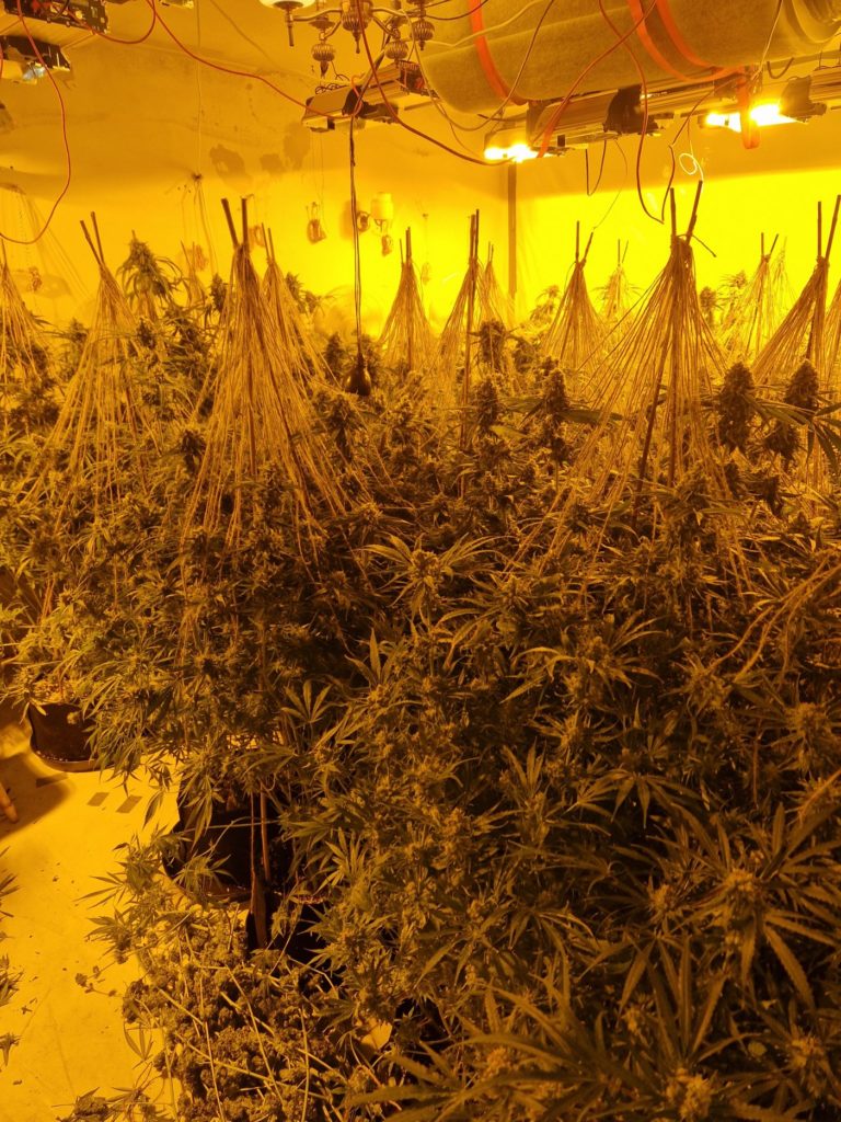 More than €200,000 worth of cannabis seized in East Galway