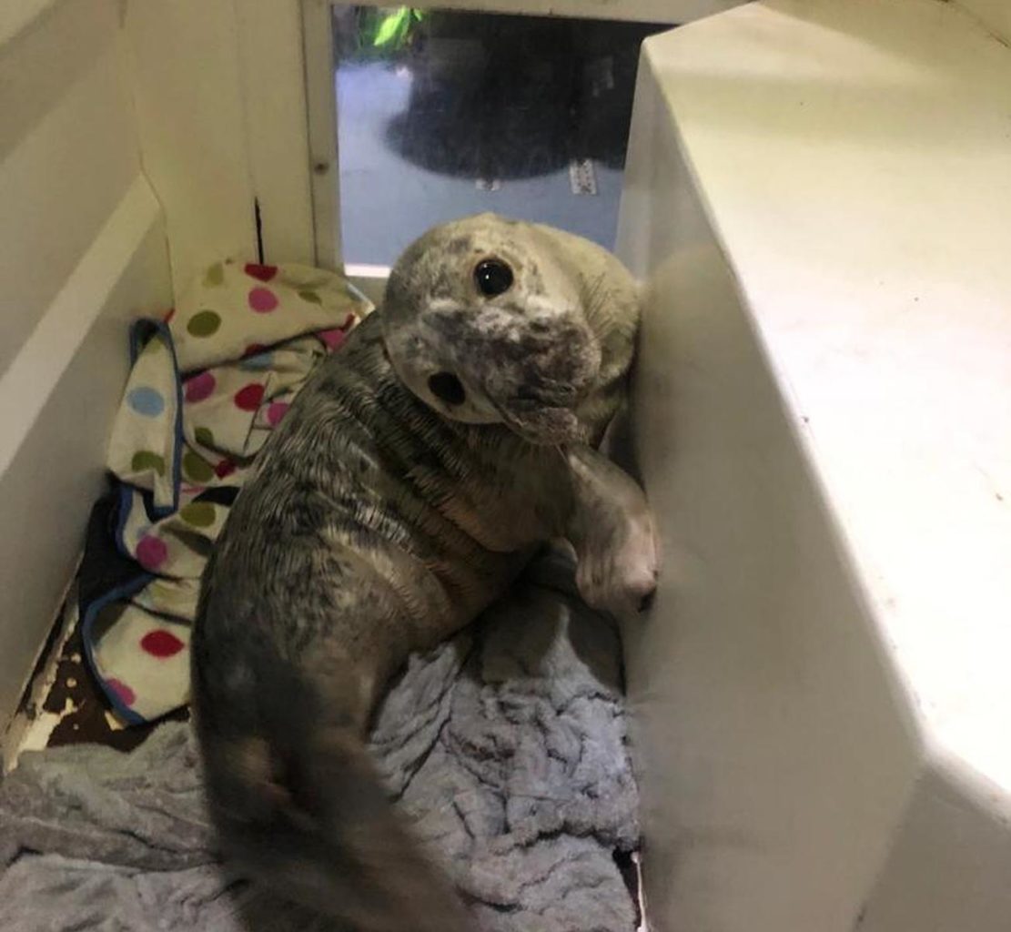 Seal heads off in Paddy Wagon after Salthill rescue