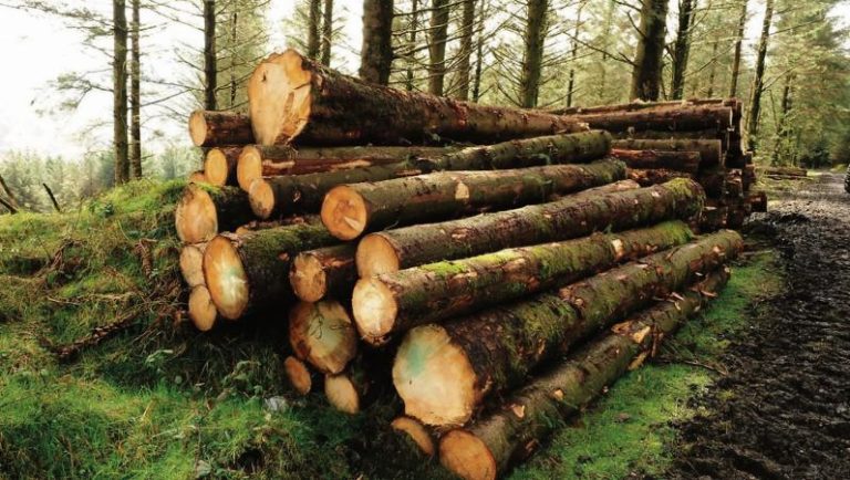 Anger at Coillte sellout of Irish land