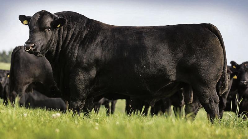 Angus breeders to hold charity auction of semen this weekend