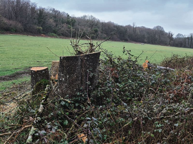 HSE accused of ‘environmental sabotage’ after felling 200 trees in Merlin Woods