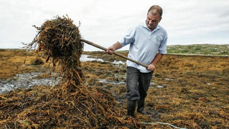 Good news for harvesters as seaweed prices treble