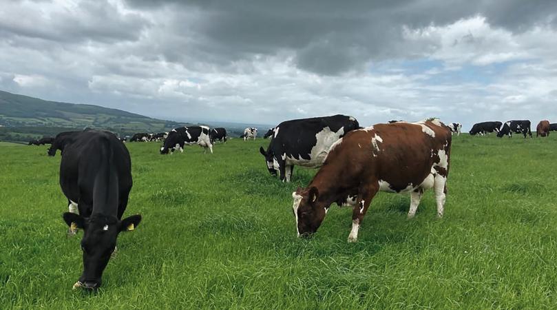 Farmers are advised to get early advice on 2023 Nitrates Derogation requirements