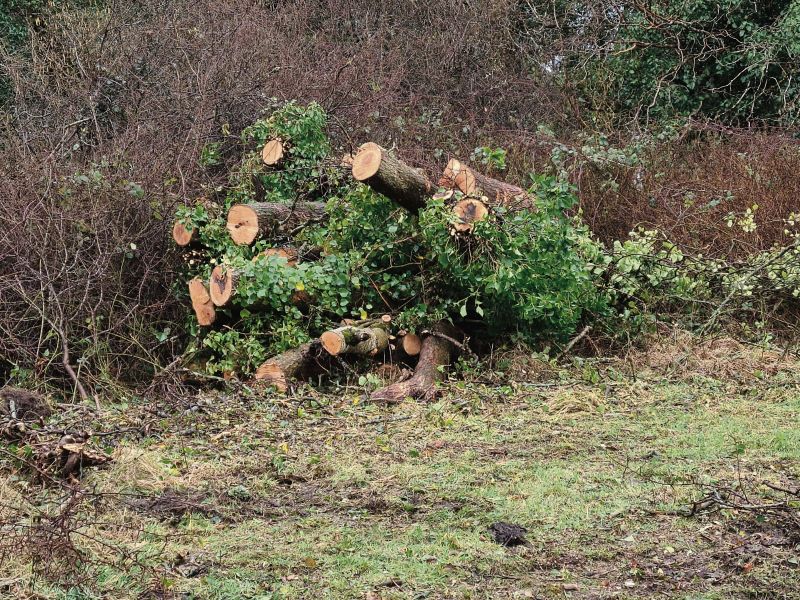 HSE stays silent on felling of 200 trees in Merlin Woods