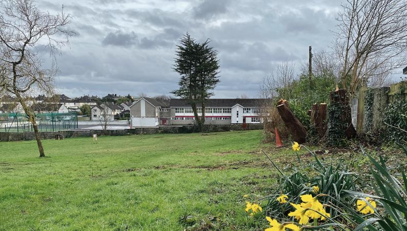 Unsafe trees felled to make way for residents’ park biodiversity makeover