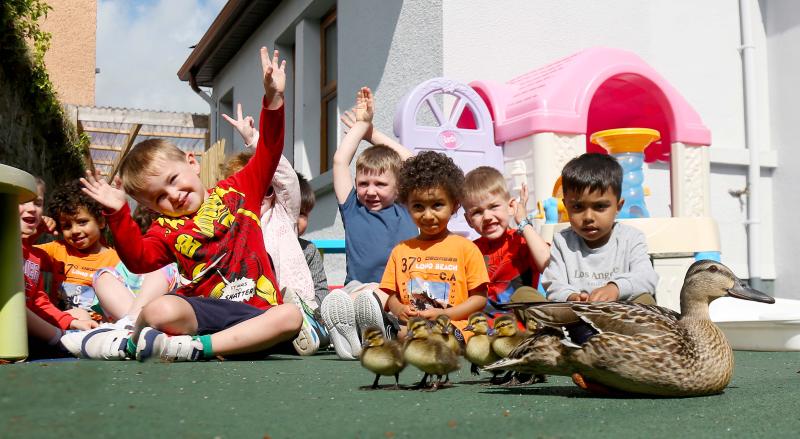 Pre-school pupils’ surprise as ducklings turn up on the doorstep