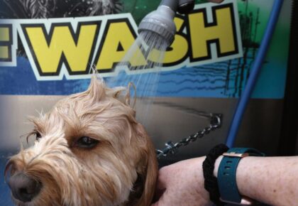 Pooches go barking mad over new self-service pampering machine in Galway