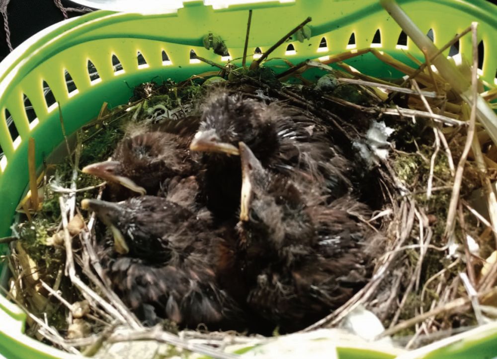 Baby birds born in scrapped car find a new home in the West