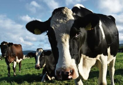 Dairy and tillage: the big winners in 2022