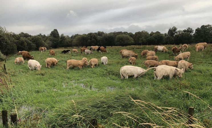 Nightmare summer for farmers in the Callows