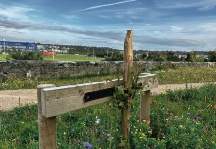 Vandals target trees on newly-upgraded Galway walkway