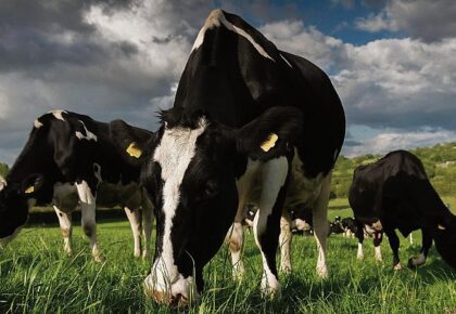 Teagasc puts practical steps in place to help reduce harmful GHG emissions