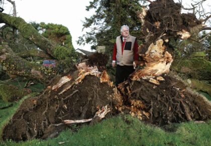 Emotional scenes as Storm Isha brings old tree down
