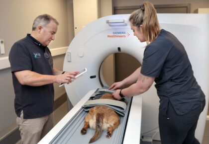 Pioneering Galway veterinary practice offers in-house CT scan for pets