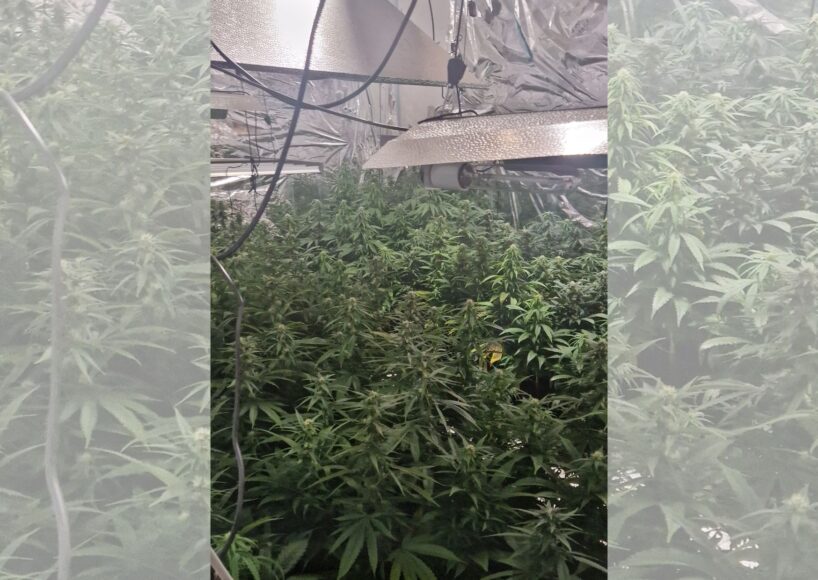 Close to a million euro worth of cannabis seized in Galway city