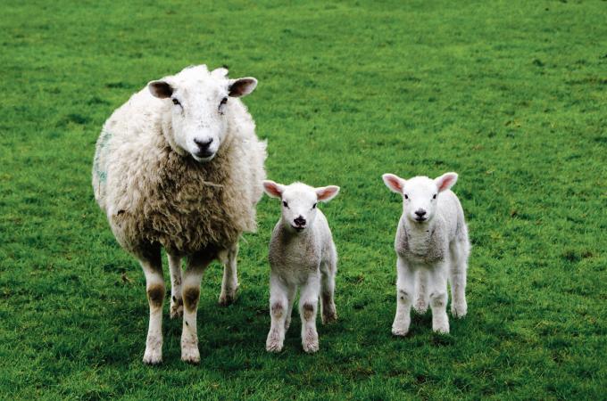 A peak time of year for worm infections in younger lambs
