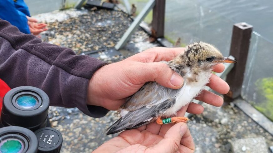 Tenfold increase in Tern chicks tagged in Lough Atalia thanks to volunteer conservation efforts