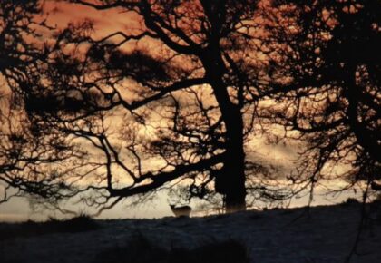 Legacies of colonialism under scrutiny at Galway Arts Centre