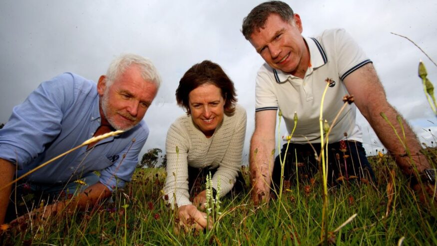 Extremely rare orchid appears at Renville Park in Oranmore for first time in 80 years