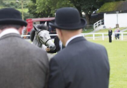Connemara Pony Show attracts record entries