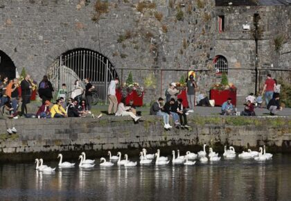Return of swan flocks to city’s shores comes with a warning to give them space