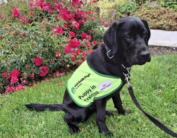 Galway Guide Dogs Cycle 2024