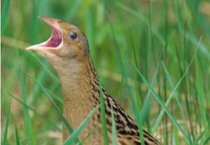 Cherry-picking corncrake data to manipulate news