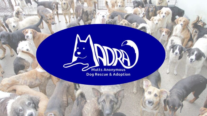 Connemara-based dog rescue charity MADRA conducts national census of homeless dogs