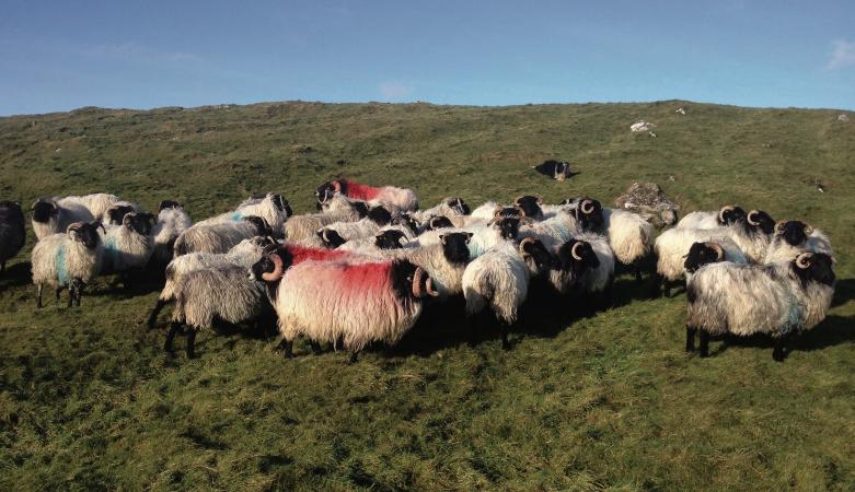 Huge sale of Blackface sheep in Maam Cross this weekend