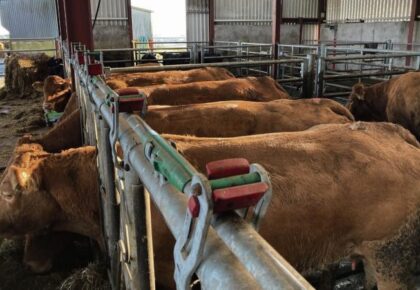 Cattle prices go ‘through the roof’