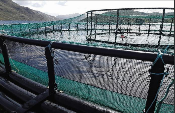 Up to 8,000 salmon escaped farm: report