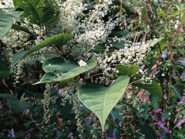 €1m-plus to clear knotweed before housing can be built on site