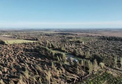 IFA calls for measures to help forestry owners after Storm Éowyn