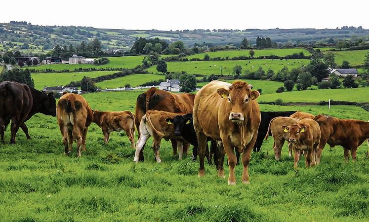 Better livestock prices, buoyant dairy sector and good weather: real boosts for farming in 2025