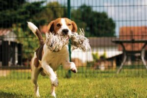 Farmer sets up dog runs on his land so neighbours’ pets can excercise safely