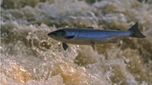 Fish fears over Galway city canals turbine plan