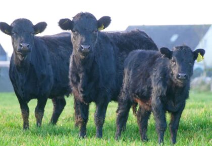 Dexter cows to return to Renmore in coming weeks
