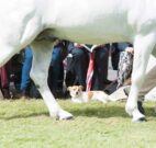 Connemara Pony Heritage Centre in Letterfrack to be officially opened tomorrow