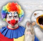 Oats-spreading saga in city has councillors feeling like "clowns"