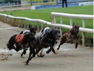 Ten dogs died at Galway greyhound track this year
