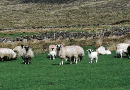 Kepak joins with young farmers in a long-term bid to try and secure future of Irish sheep farm sector