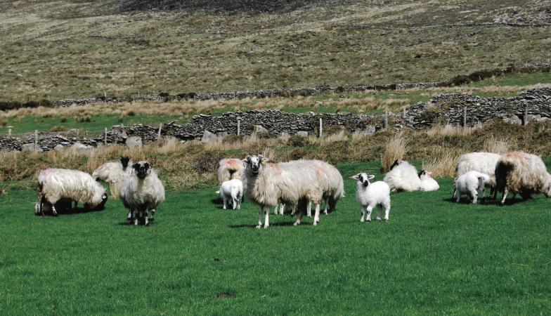 Kepak joins with young farmers in a long-term bid to try and secure future of Irish sheep farm sector