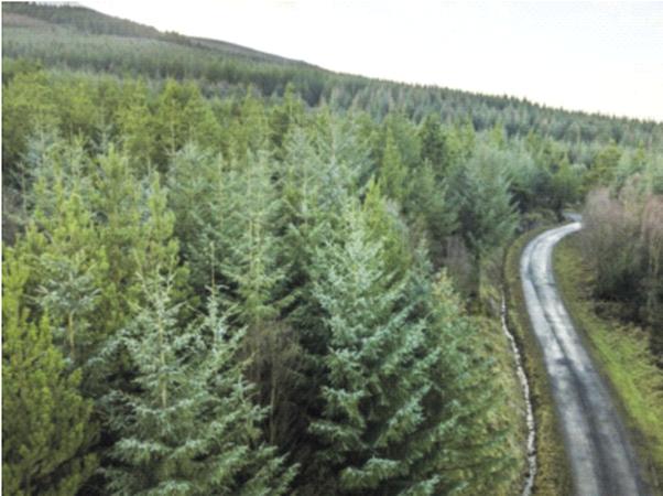 A time when dark deeds in the wood lit up our Christmas nights