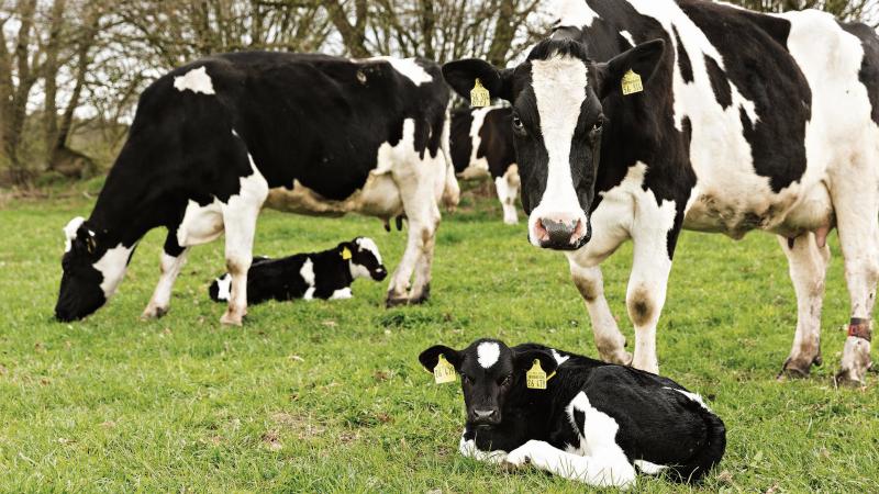 Milk yield, calf health and thrive, are all parts  of the dairy equation